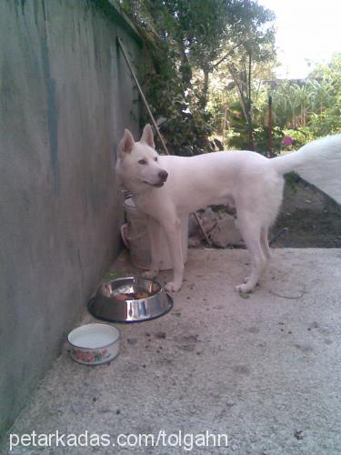 ares Erkek Sibirya Kurdu (Husky)