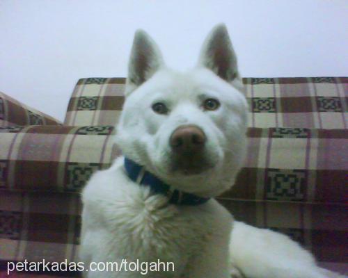 ares Erkek Sibirya Kurdu (Husky)