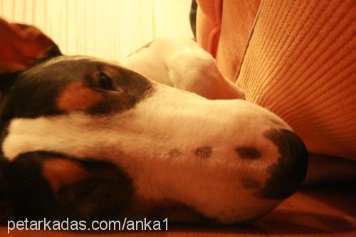 anka Erkek Bull Terrier