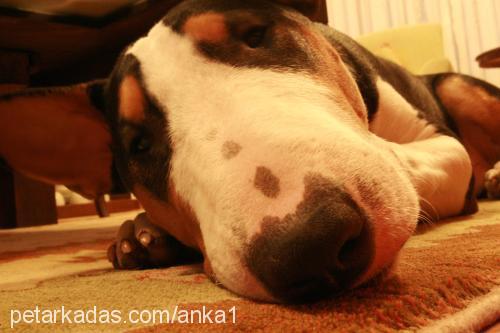 anka Erkek Bull Terrier