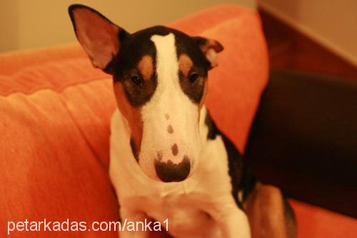 anka Erkek Bull Terrier