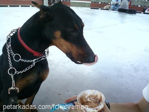 kekik Dişi Doberman Pinscher