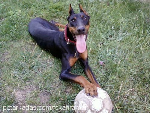 kekik Dişi Doberman Pinscher