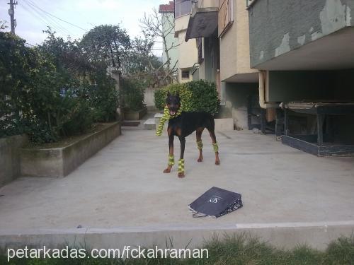 kekik Dişi Doberman Pinscher