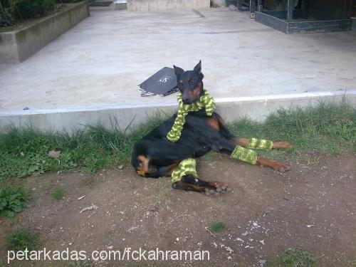 kekik Dişi Doberman Pinscher