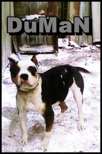 duman Dişi Amerikan Pitbull Terrier