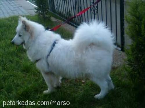 marso Erkek Samoyed