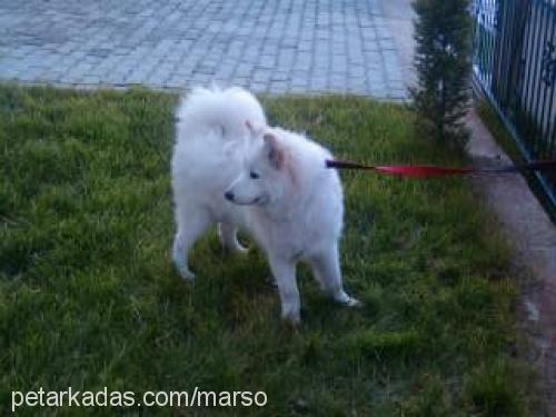 marso Erkek Samoyed