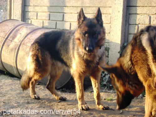 zeytin Dişi Alman Çoban Köpeği