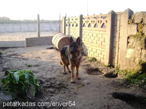 zeytin Dişi Alman Çoban Köpeği