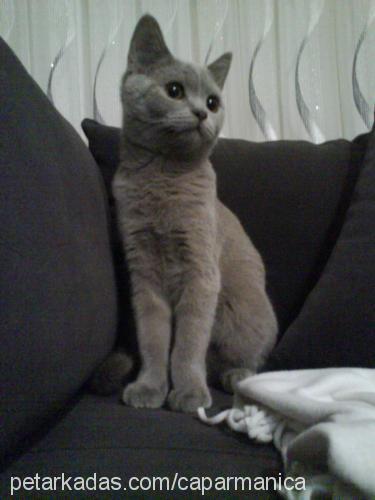 duman Erkek British Shorthair