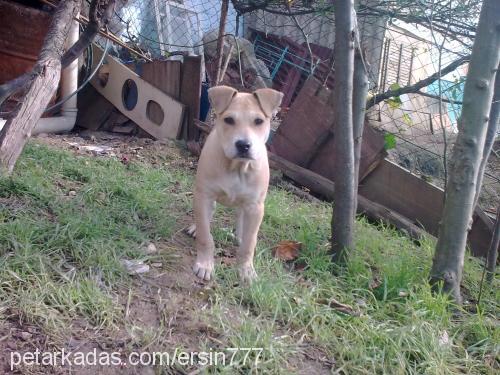 oscar Erkek Amerikan Pitbull Terrier