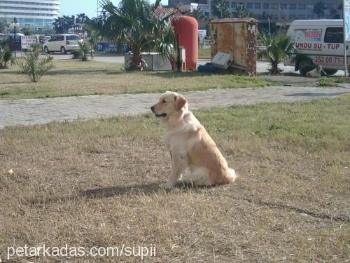 toro Erkek Golden Retriever