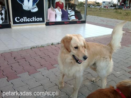 toro Erkek Golden Retriever