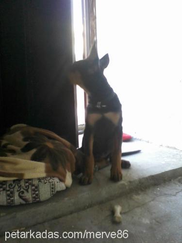 venüs Dişi Doberman Pinscher