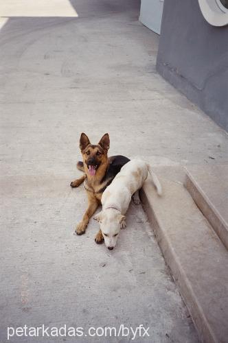 haydut Dişi Alman Çoban Köpeği