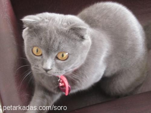 viski Dişi Scottish Fold