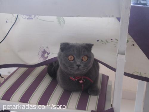 viski Dişi Scottish Fold