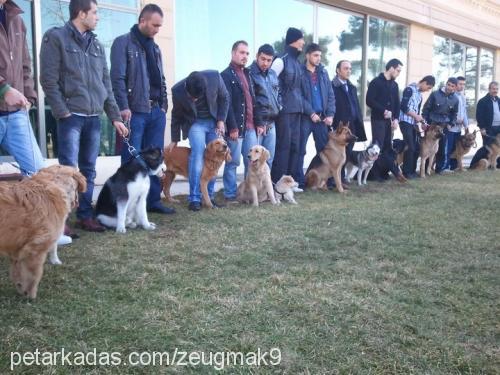 pascha Erkek Alman Çoban Köpeği