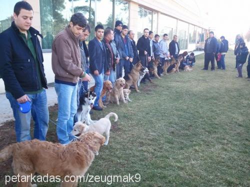 pascha Erkek Alman Çoban Köpeği