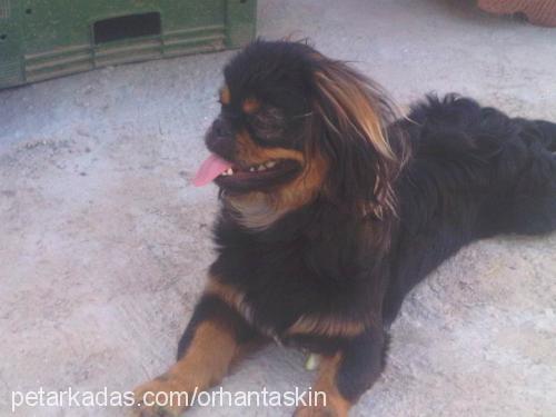 papi Erkek Tibetli Spaniel