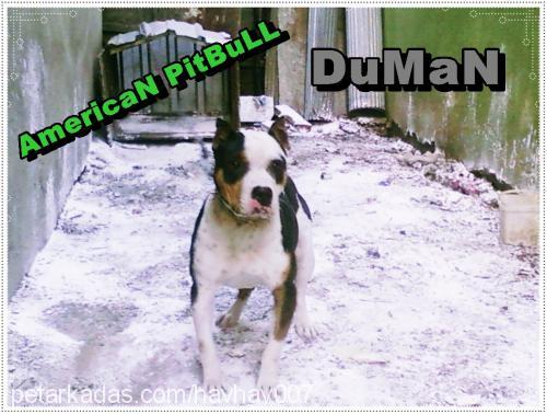 duman Dişi Amerikan Pitbull Terrier