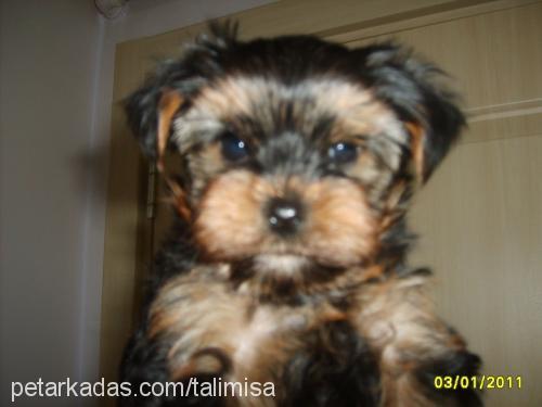 0ğluş Erkek Yorkshire Terrier