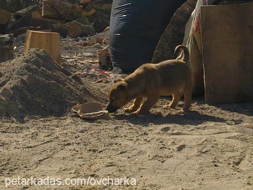 toros Erkek Minyatür Pinscher