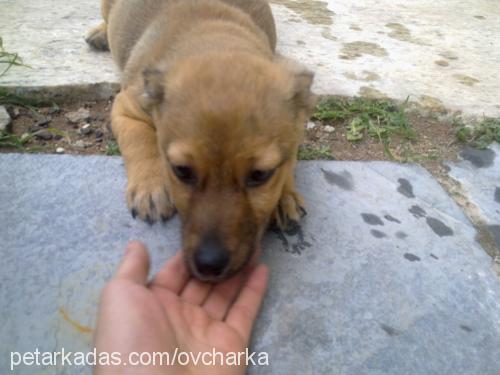 toros Erkek Minyatür Pinscher