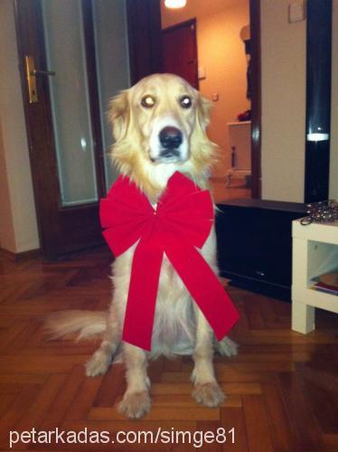 luca Erkek Golden Retriever