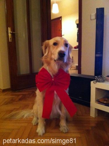 luca Erkek Golden Retriever