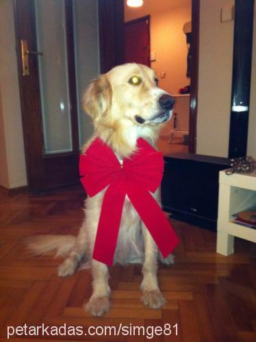 luca Erkek Golden Retriever