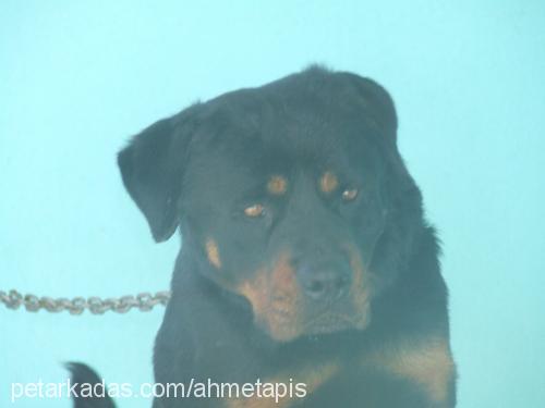 gÖlge Dişi Rottweiler