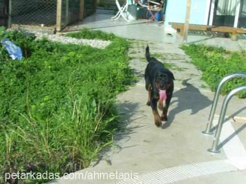 gÖlge Dişi Rottweiler