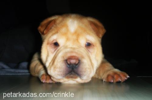 crinkle Dişi Çin Shar-Pei