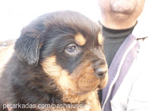 juniorbaron Erkek Rottweiler