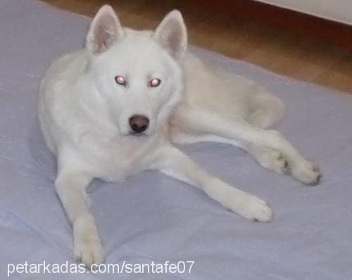 ares Erkek Sibirya Kurdu (Husky)