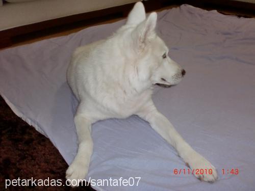 ares Erkek Sibirya Kurdu (Husky)