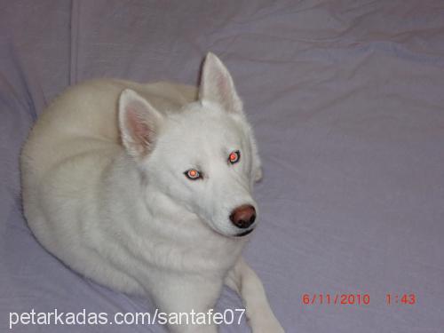 ares Erkek Sibirya Kurdu (Husky)