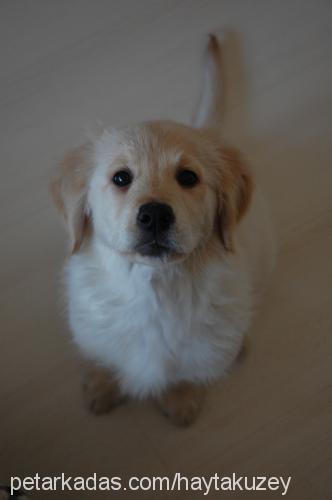 roxy Dişi Golden Retriever