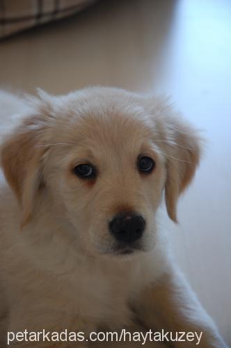 roxy Dişi Golden Retriever