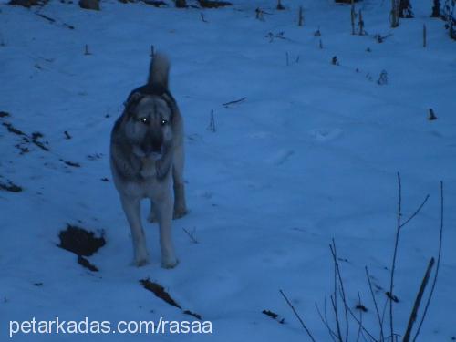 bozo Erkek Kangal