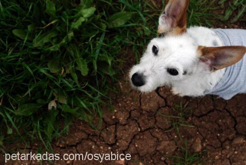 narin Dişi Jack Russell Terrier