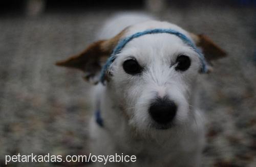 narin Dişi Jack Russell Terrier