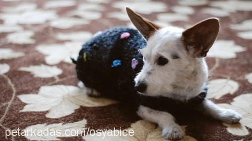 narin Dişi Jack Russell Terrier