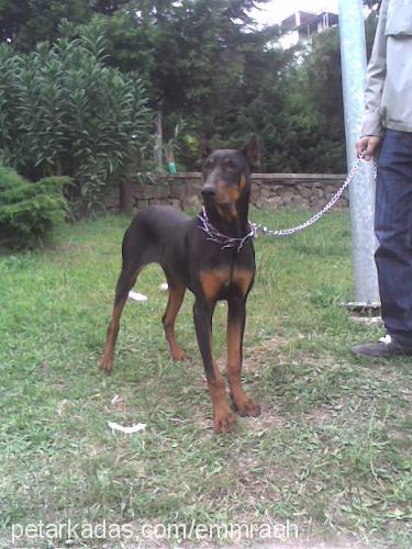 dobipaşa Erkek Doberman Pinscher