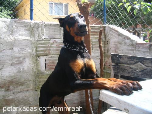 dobipaşa Erkek Doberman Pinscher