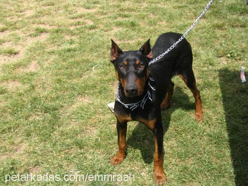 dobipaşa Erkek Doberman Pinscher