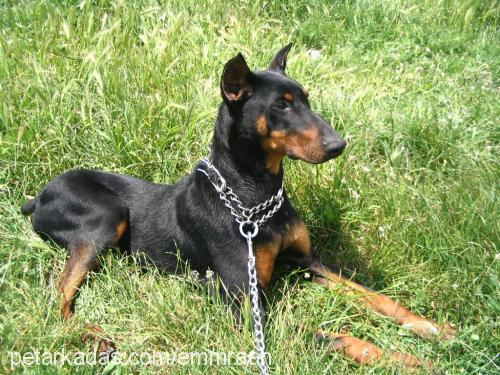 dobipaşa Erkek Doberman Pinscher