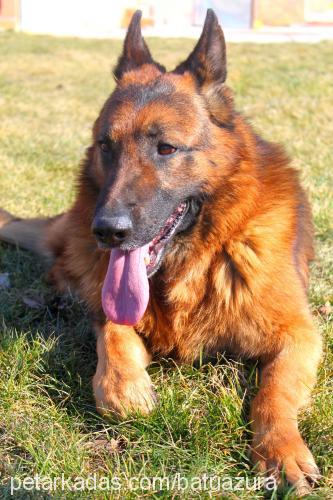 batu Erkek Alman Çoban Köpeği